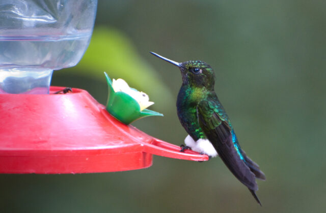 Glowing Puffleg