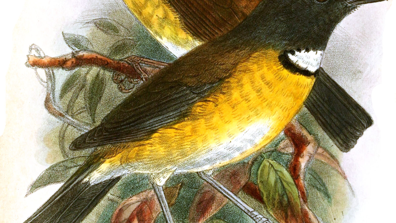 Swynnerton’s Robin