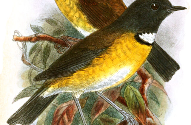Swynnerton’s Robin