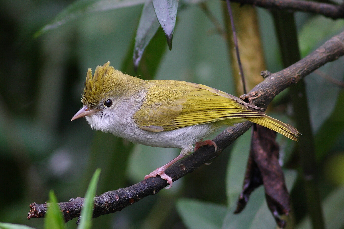 White-bellied Erpornis