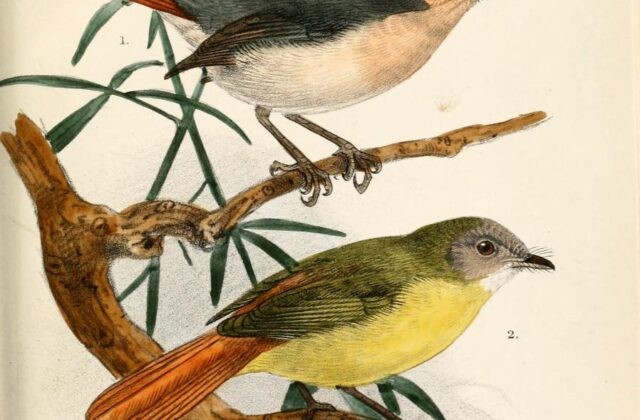 Chestnut-capped Flycatcher