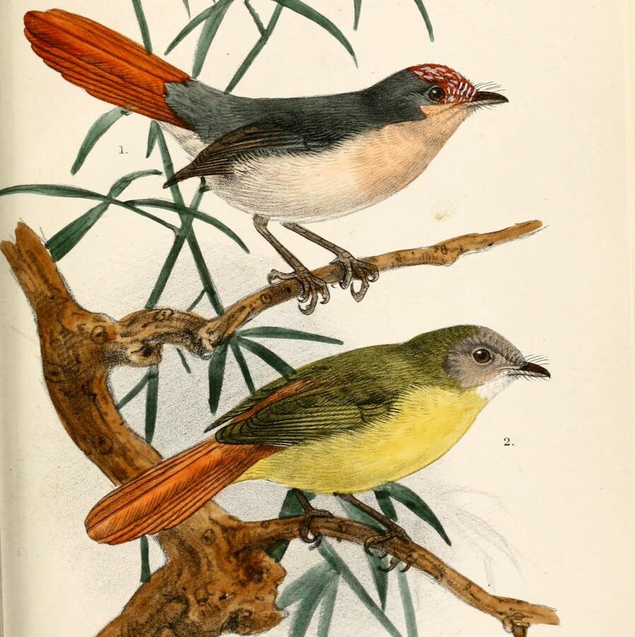 Chestnut-capped Flycatcher