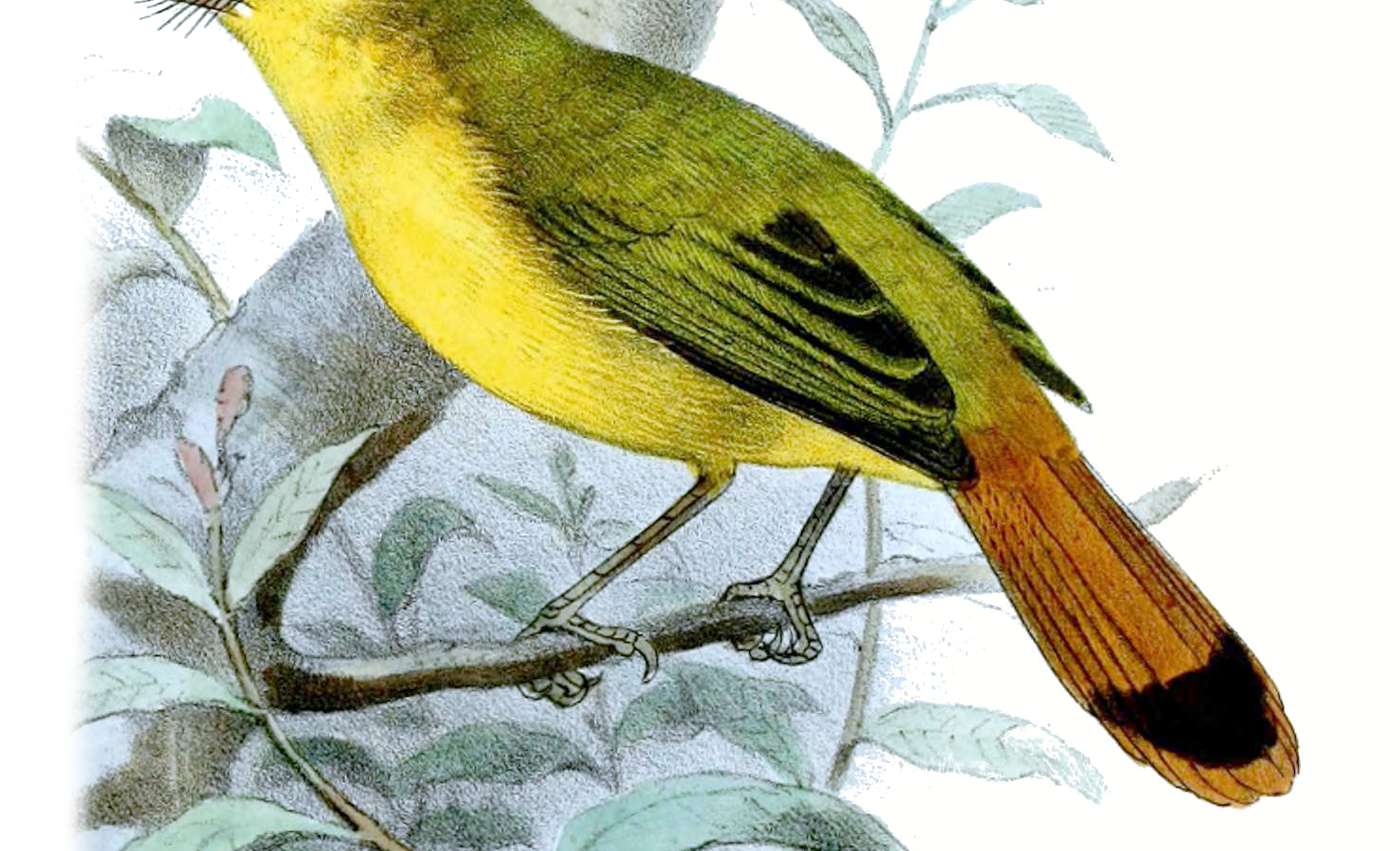 Livingstone’s Flycatcher