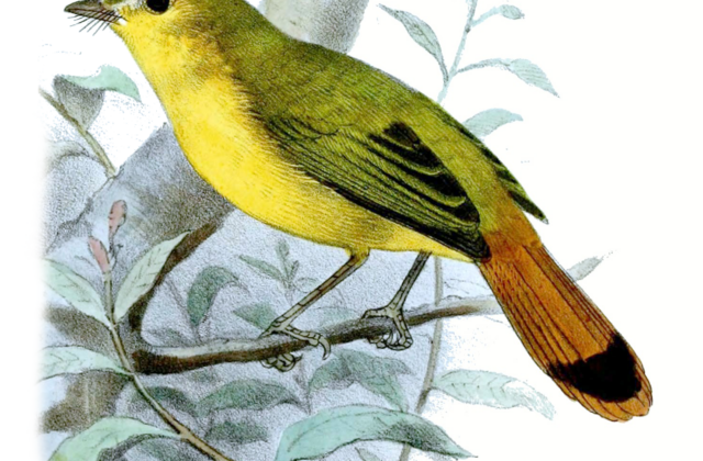 Livingstone’s Flycatcher