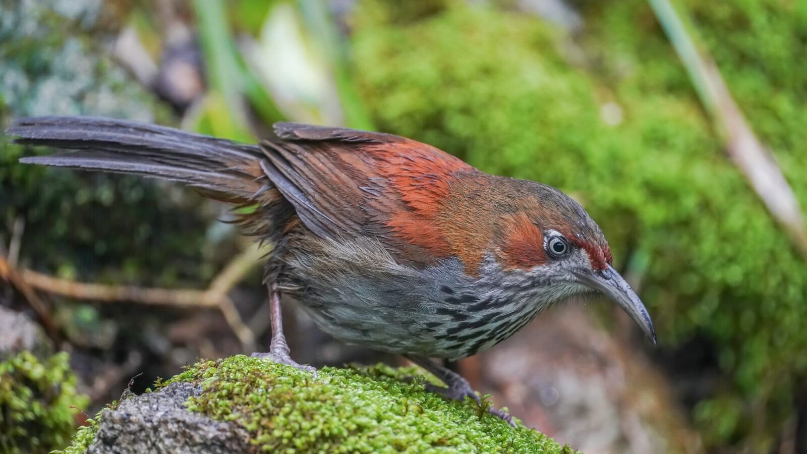 Grey-sided Scimitar Babbler