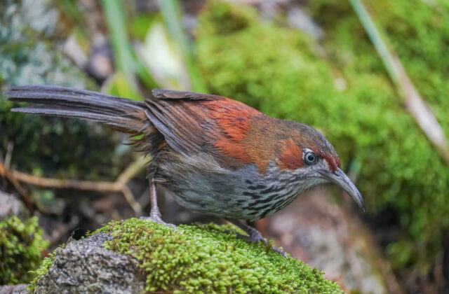Grey-sided Scimitar Babbler