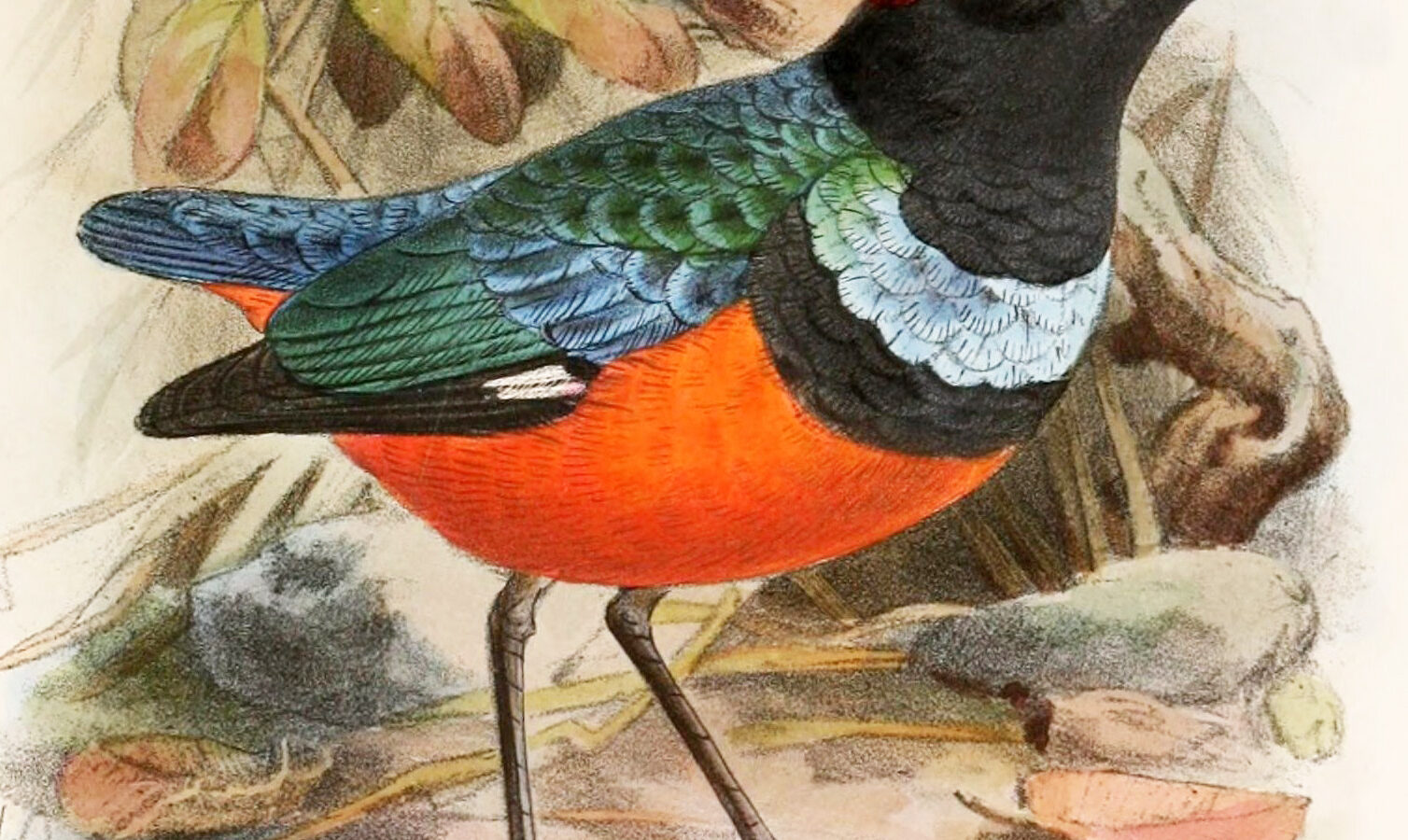 Sula Pitta