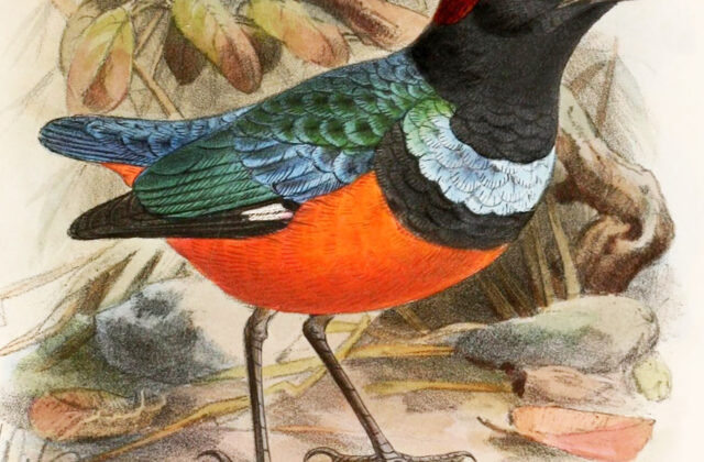 Sula Pitta