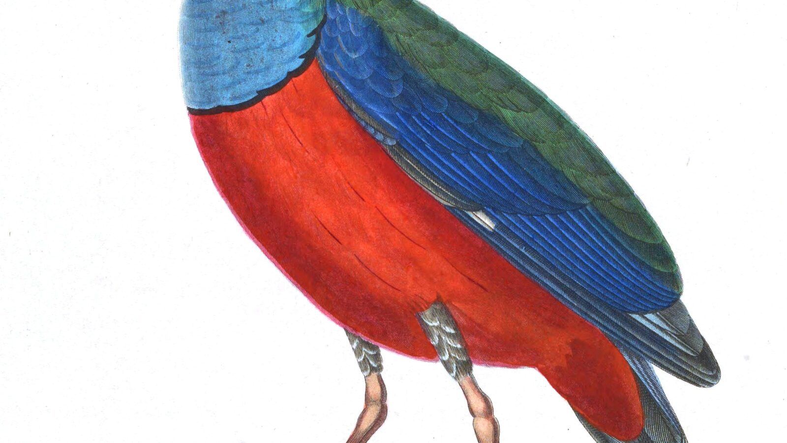 Papuan Pitta
