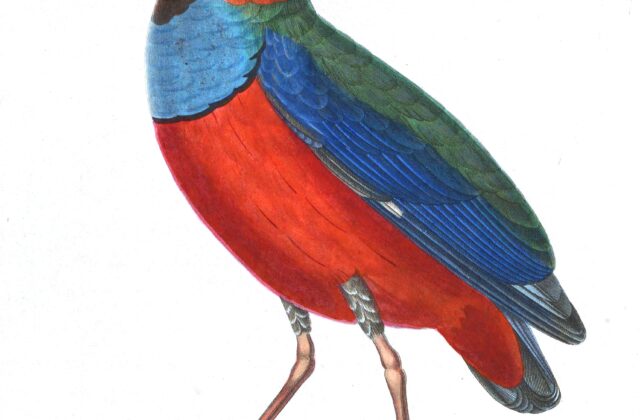 Papuan Pitta