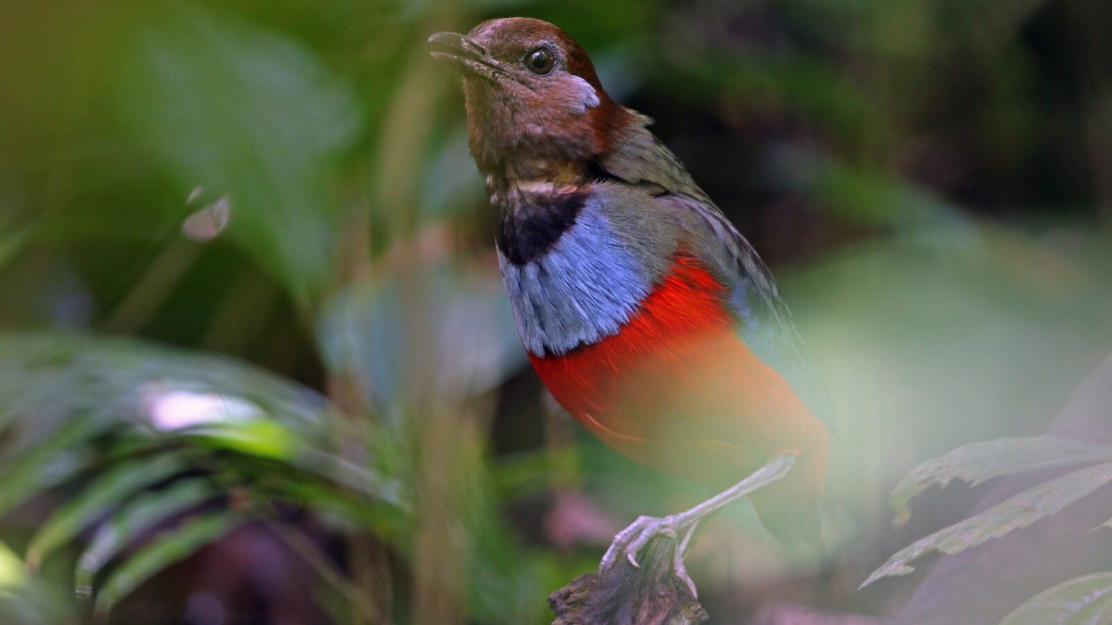 South Moluccan Pitta