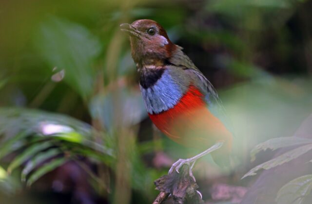 South Moluccan Pitta