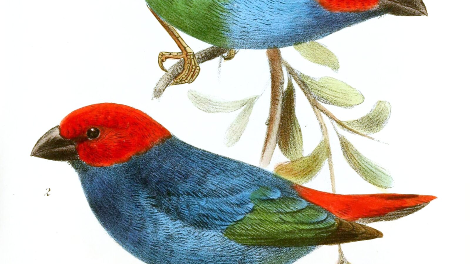 Royal Parrotfinch