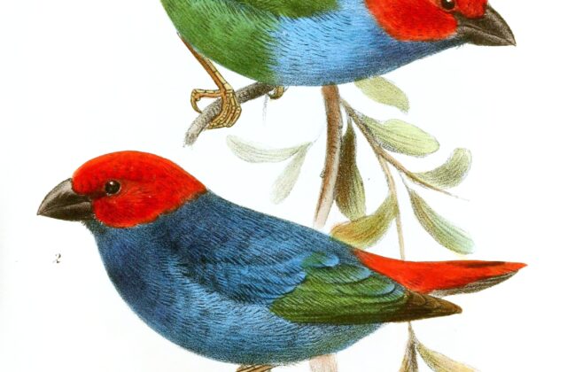 Royal Parrotfinch