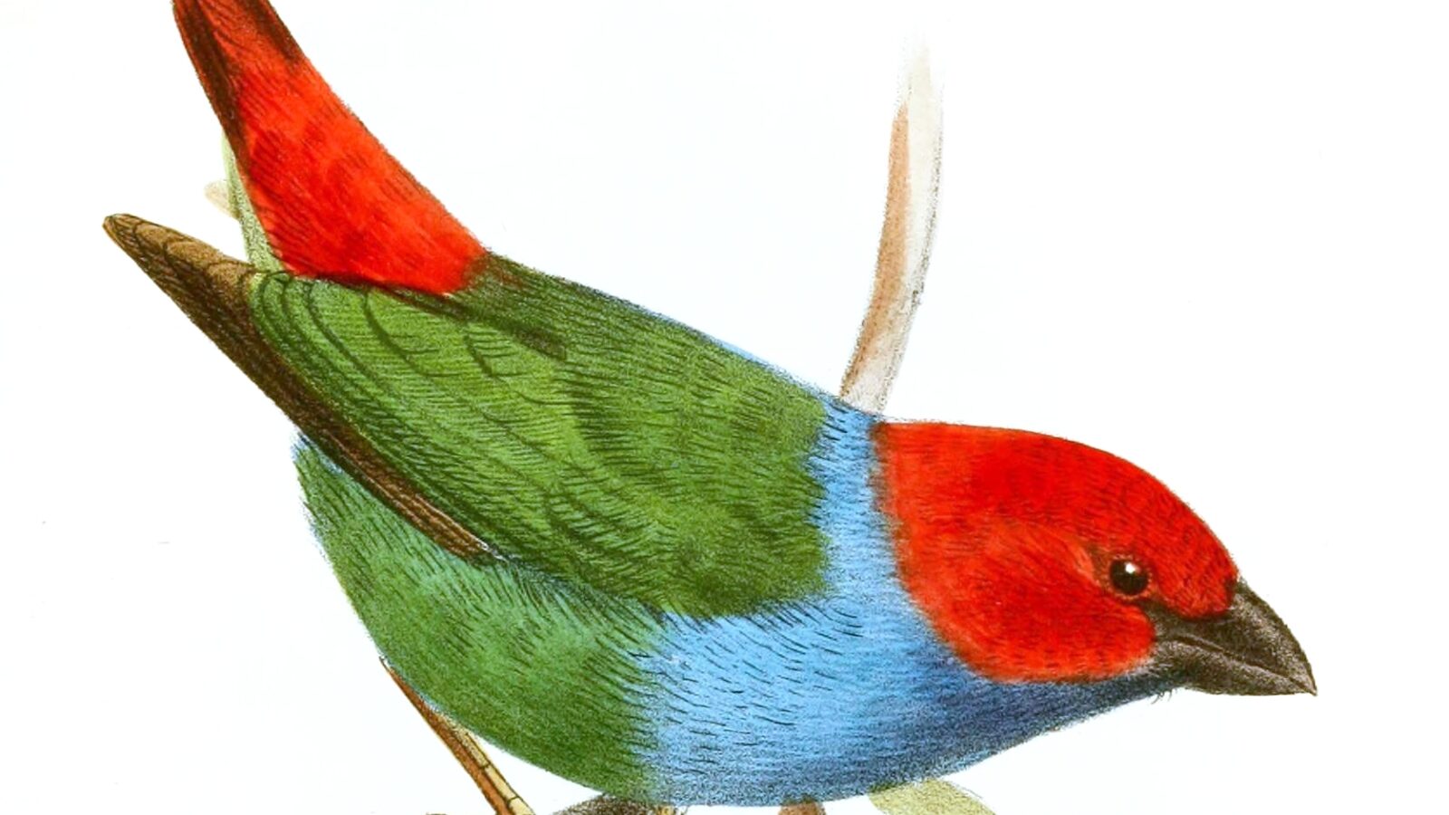 Red-headed Parrotfinch