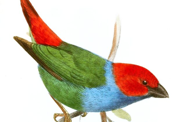 Red-headed Parrotfinch