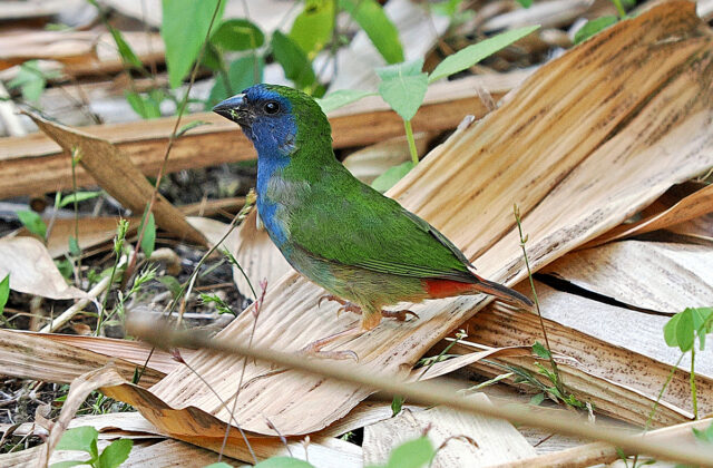 Tricolored Parrotfinch