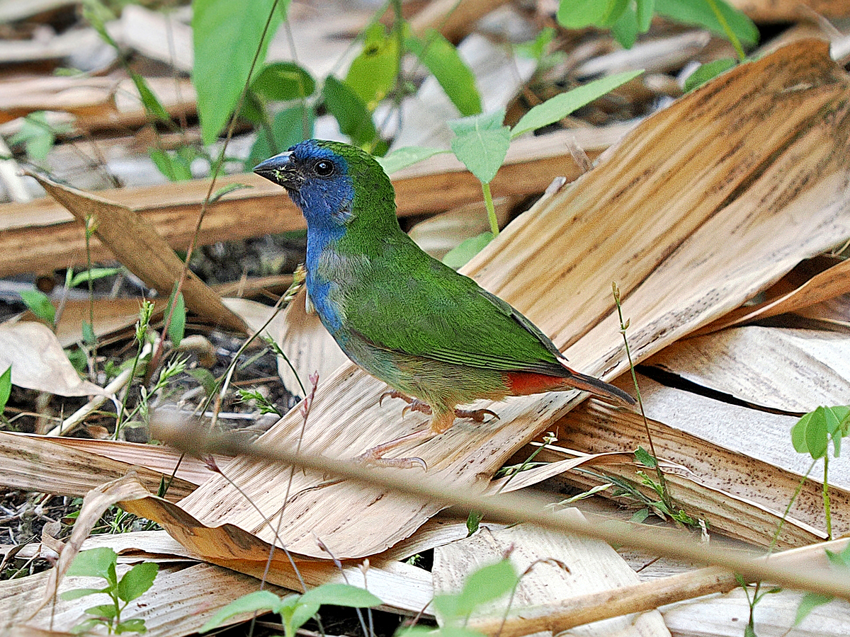 Tricolored Parrotfinch