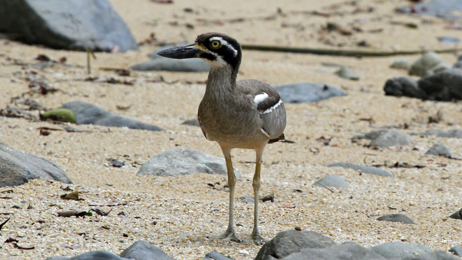 Beach Stone-curlew