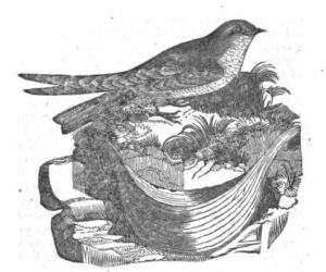 Edible-nest Swiftlet