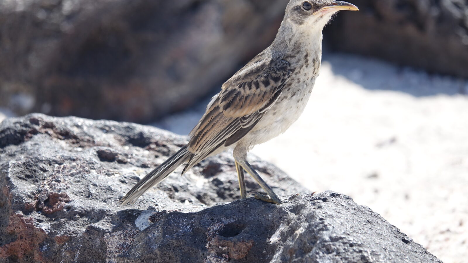 Espanola Mockingbird