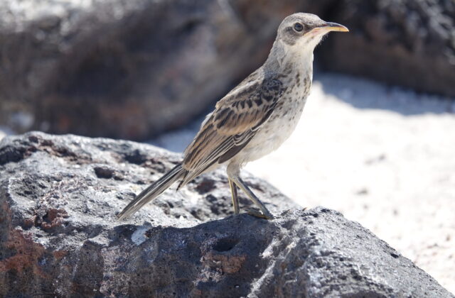 Espanola Mockingbird