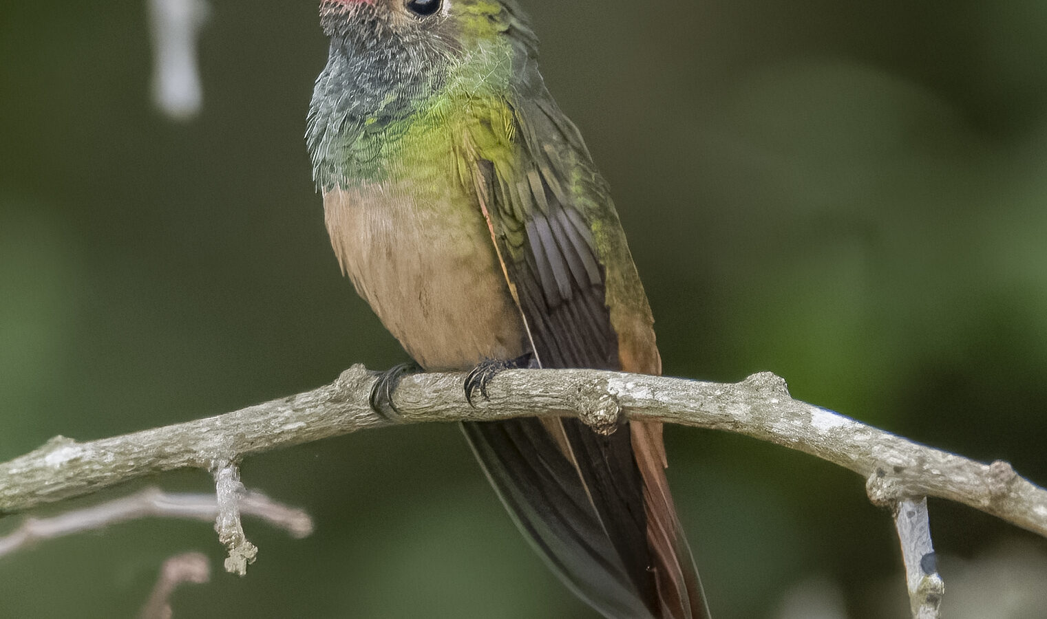 Buff-bellied Hummingbird