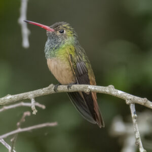 Buff-bellied Hummingbird