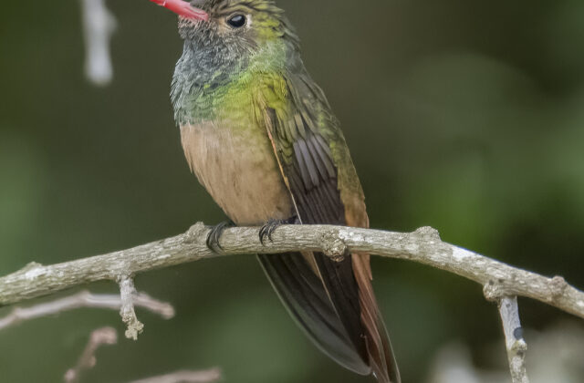 Buff-bellied Hummingbird