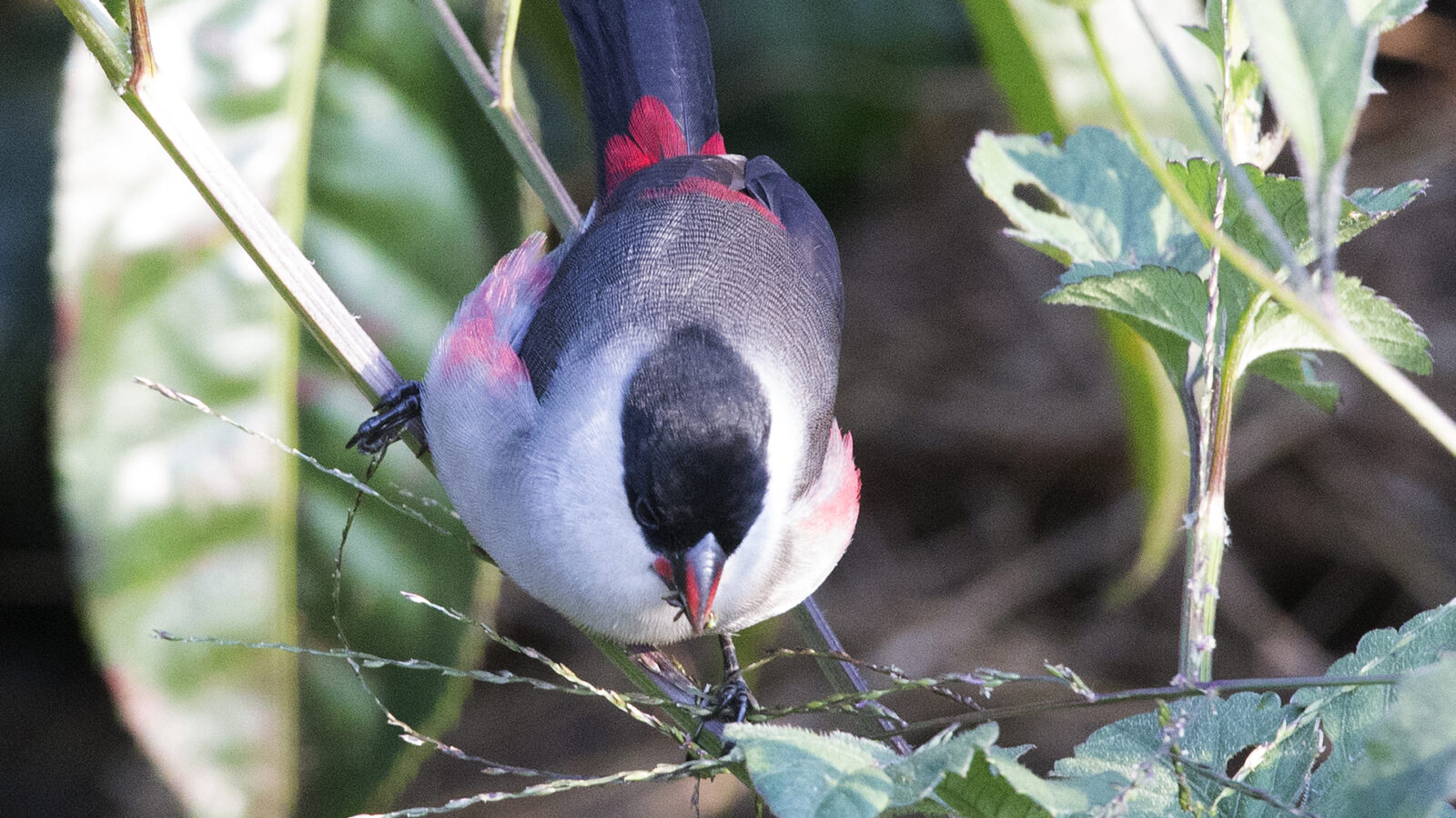 Kandt’s Waxbill