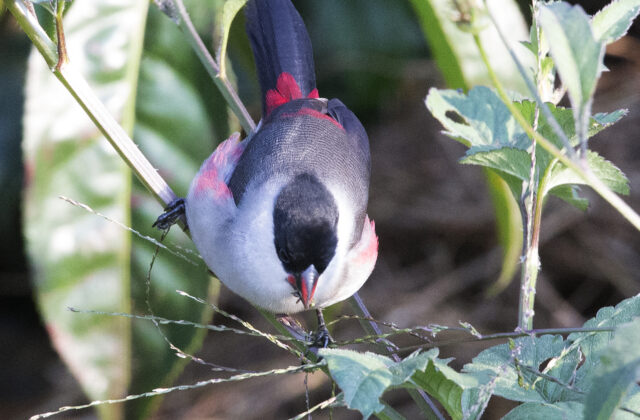 Kandt’s Waxbill