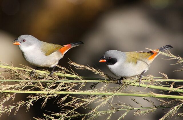 Swee Waxbill