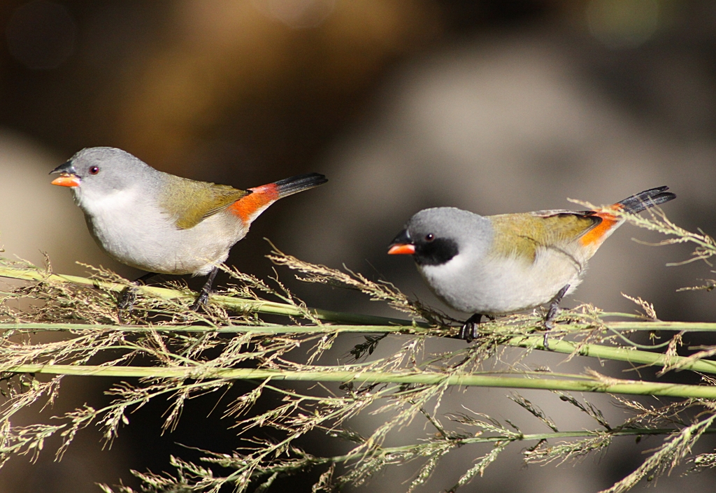 Swee Waxbill