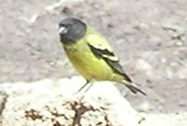 Ethiopian Siskin