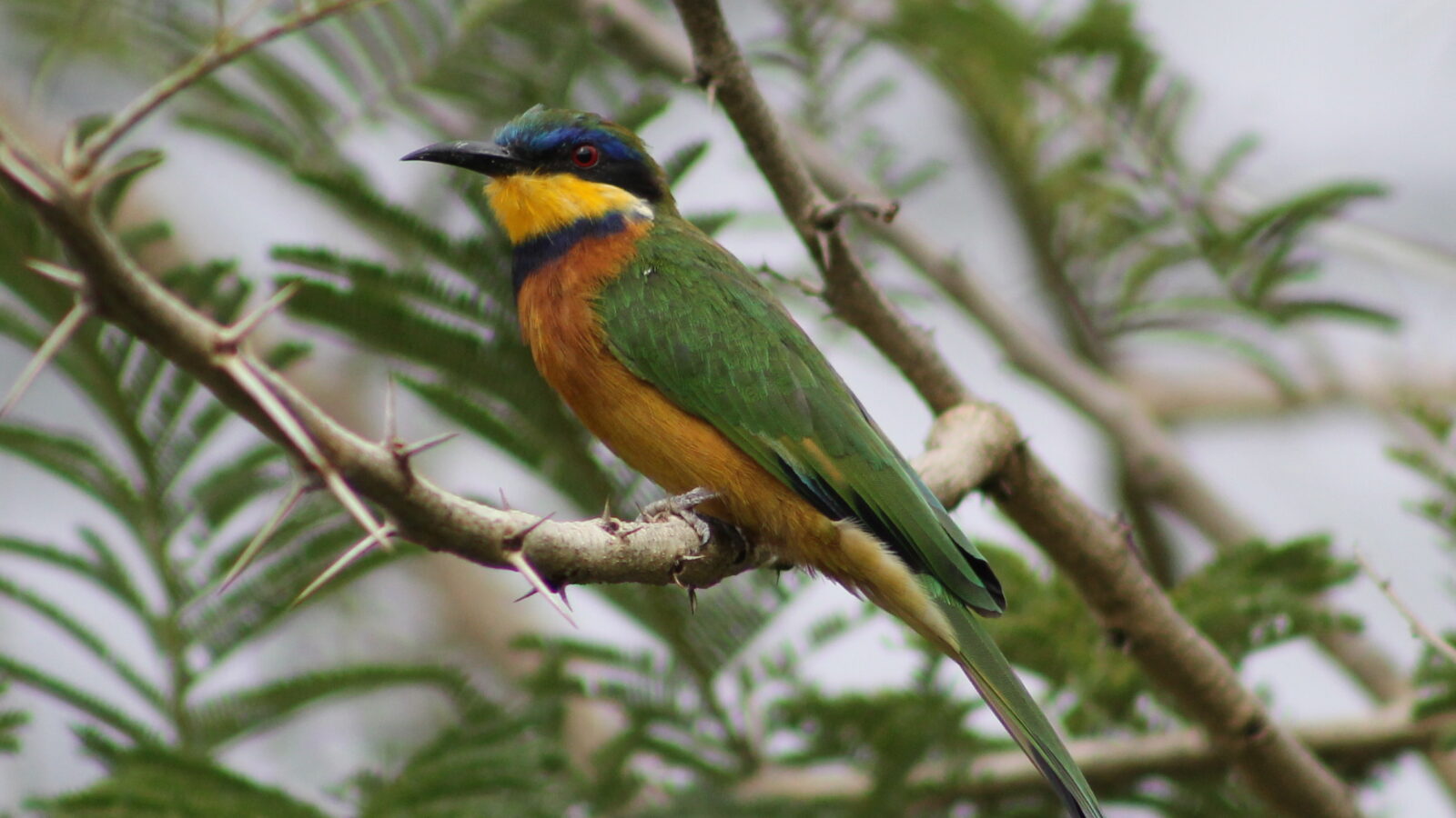 Ethiopian Bee-eater