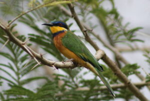 Ethiopian Bee-eater