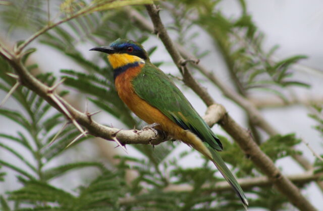 Ethiopian Bee-eater