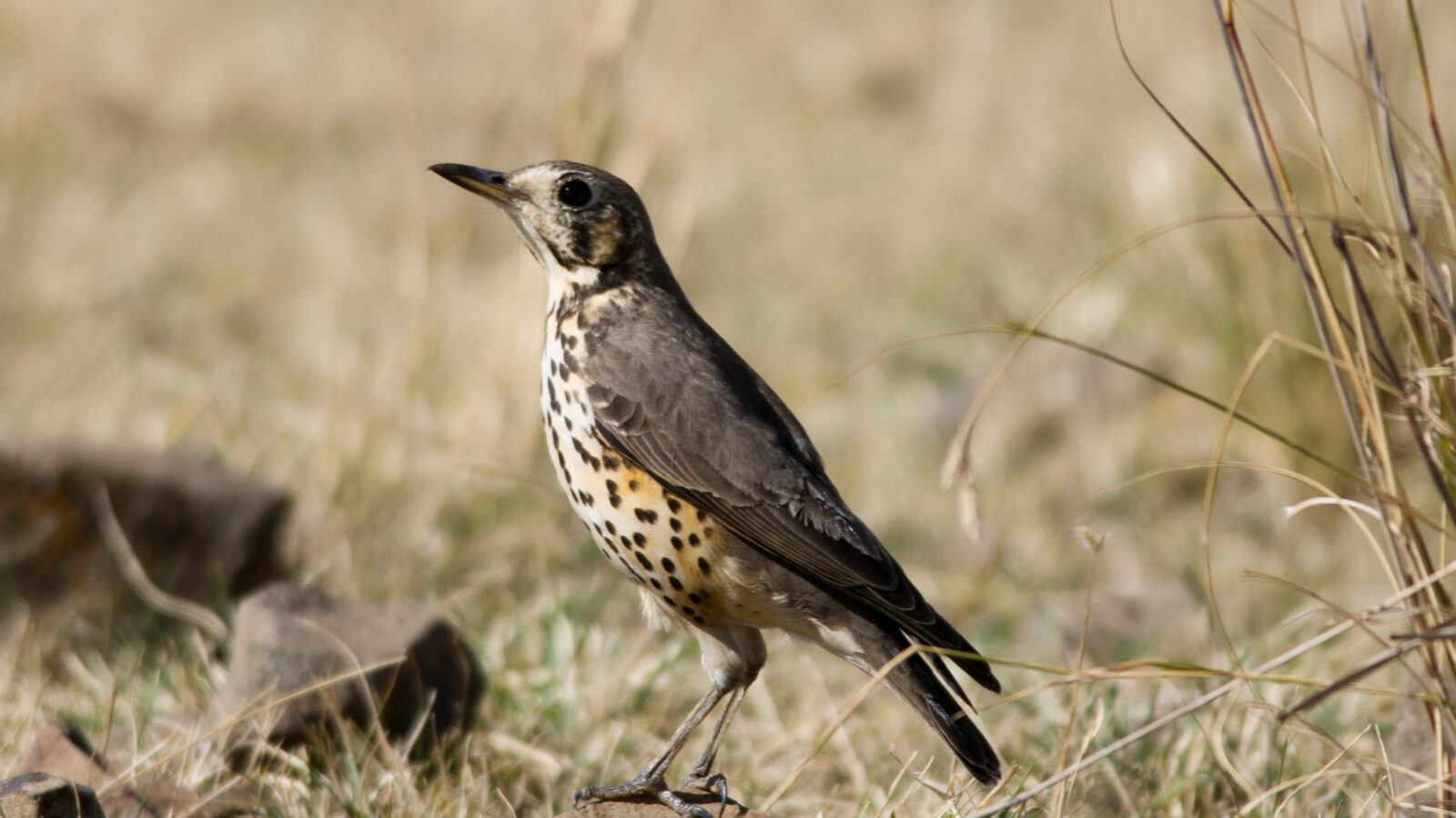Ethiopian Thrush