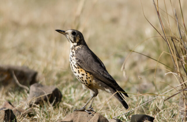 Ethiopian Thrush