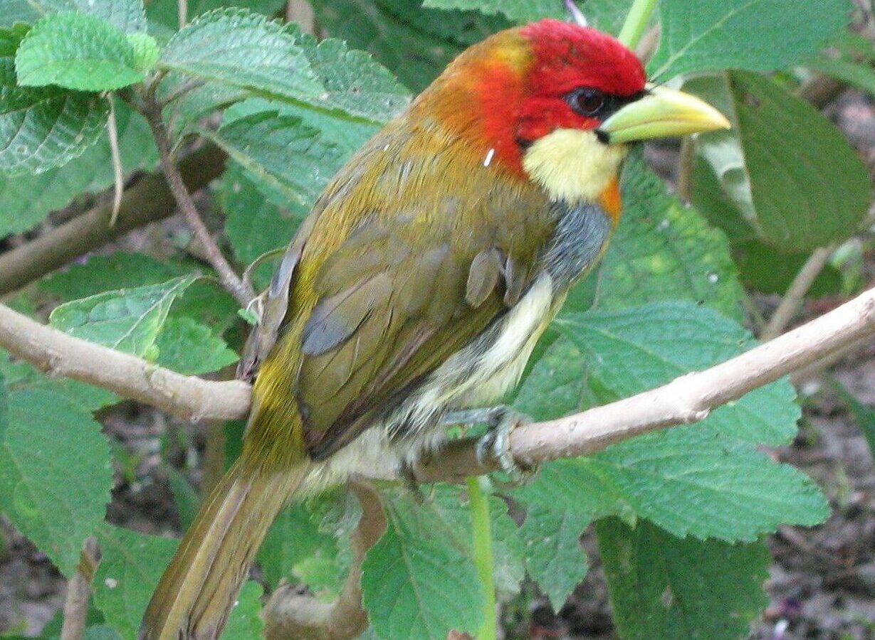 Scarlet-hooded Barbet