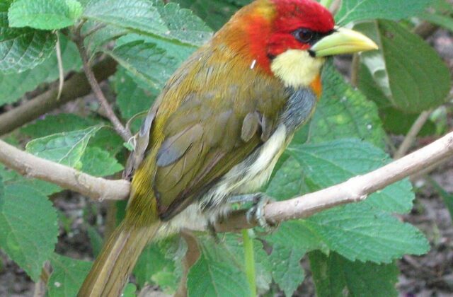 Scarlet-hooded Barbet