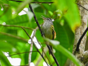 Rufous-rumped Antwren