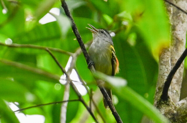 Rufous-rumped Antwren