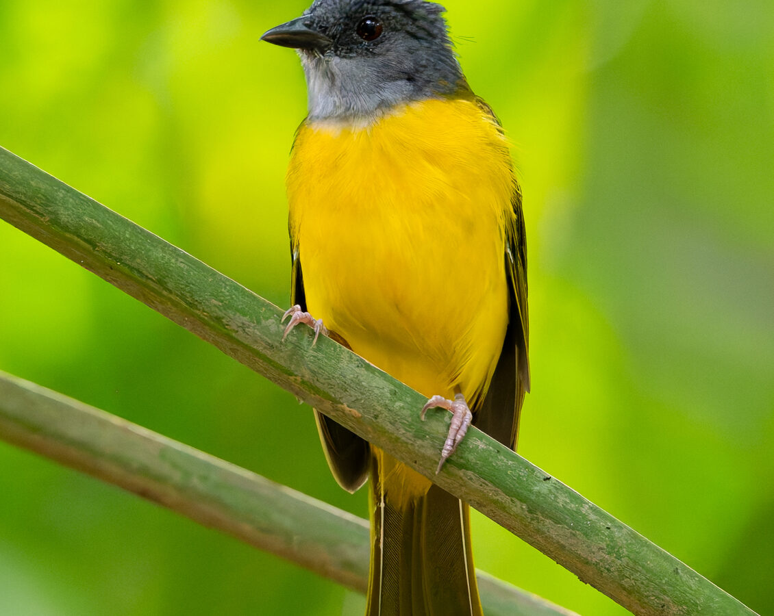 Grey-headed Tanager