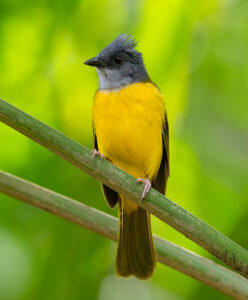 Grey-headed Tanager