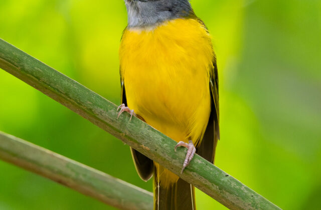 Grey-headed Tanager