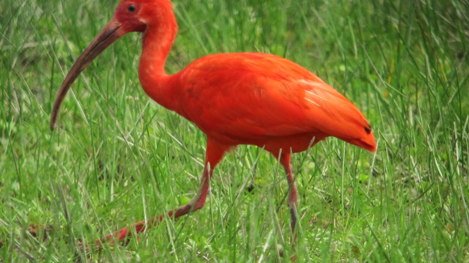 Scarlet Ibis