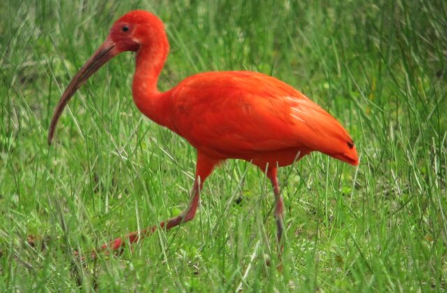 Scarlet Ibis