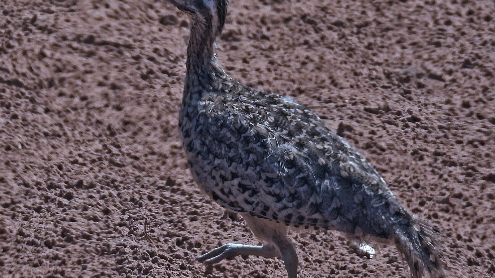 Quebracho Crested Tinamou