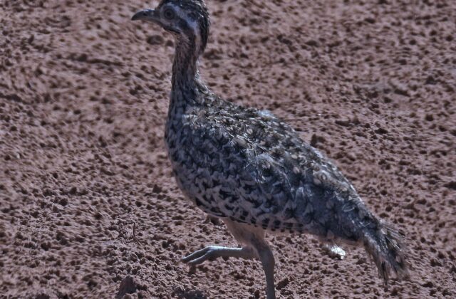 Quebracho Crested Tinamou
